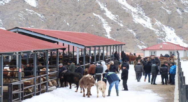  Oltu hayvan pazarı yeniden açıldı